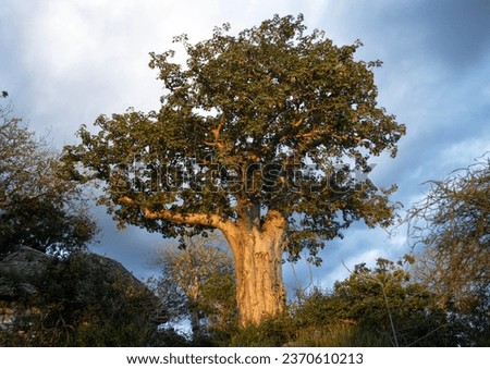Late afternoon light makes the smooth bark of an ancient Baobab glow like metal. These trees grow in dry, low altitude places. They are legendary and often called the Upside-down Tree. Royalty-Free Stock Photo #2370610213