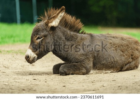 Donkey is resting in zoo