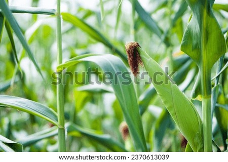 ears of corn and green leaves on a field background close-up. Corn farm. A selective focus picture of corn cob in organic corn field. concept of good harvest, agricultural