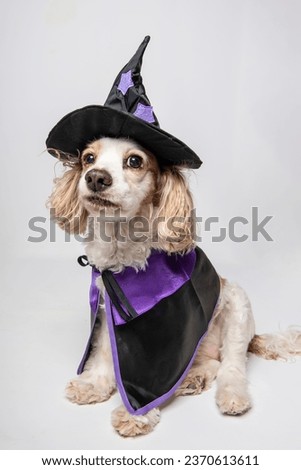 Cavalier King Charles Cocker Spaniel Dog Dressed Up in Halloween Costume as a Witch Wearing Hat and Cape Festive Holiday Puppy Spooky In Studio Isolated on White Background