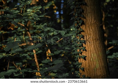 dramatic forest foliage on tree bark in pleasant sun light natural local scene