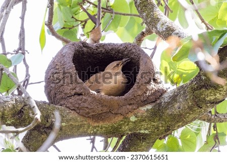 Nest of Rufous Hornero as know as joao-de-barro. The bird that builds its house from clay to procreate. Species Furnarius rufus. Birdwatcher. Royalty-Free Stock Photo #2370615651