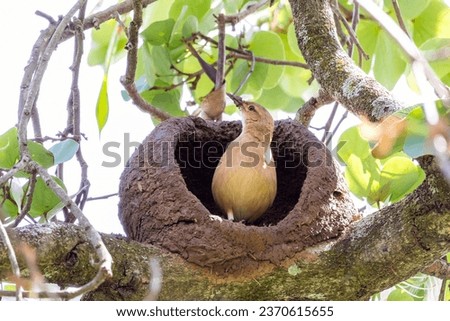Nest of Rufous Hornero as know as joao-de-barro. The bird that builds its house from clay to procreate. Species Furnarius rufus. Birdwatcher. Royalty-Free Stock Photo #2370615655