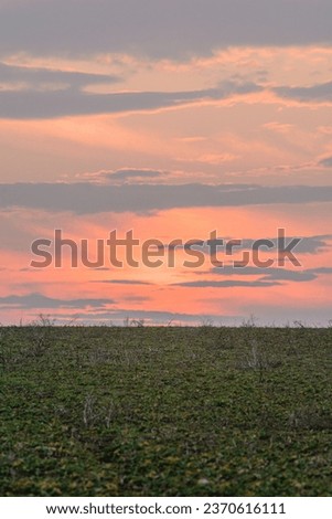 The Gentle Caress of a Pink Sunset Over a Tranquil Field