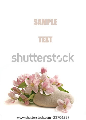spring, blossom and stone on white background