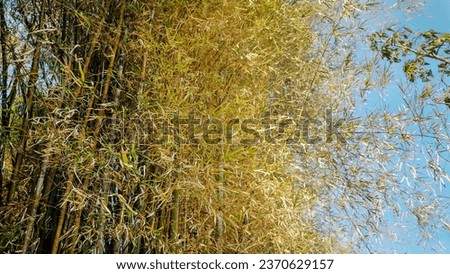 bamboo tree forest with sky background.