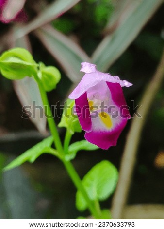 beautiful pink color solo flower, no edit original photo   