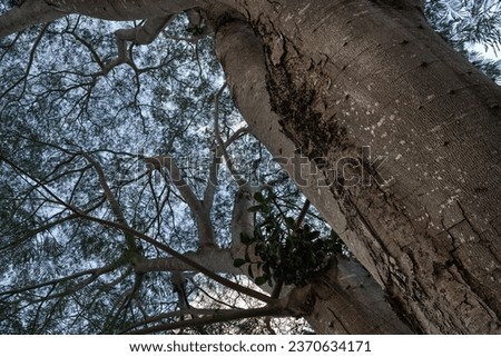 Guanacaste tree, species of Enterolobium, found in Koko Crater Botanical Garden. 