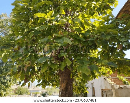 The Southern catalpa (Catalpa bignonioides) tree. Royalty-Free Stock Photo #2370637481