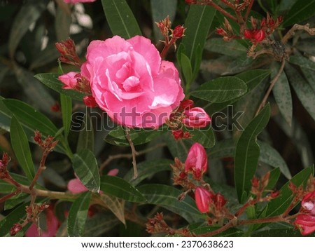 A bush with thin green leaves, a pink flower and some buds of the same type of flower.