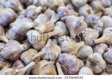 Garlic pile background. Fresh harvested garlic on market table closeup photo. Vitamin healthy food spice image. Pile of garlic heads. top view. Large pile of pink garlic bulbs