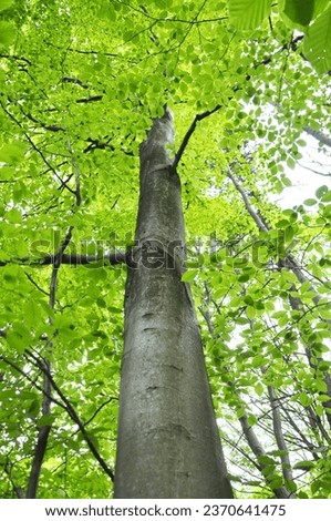Valuable common beech trees (Fagus sylvatica) grow in the forest Royalty-Free Stock Photo #2370641475