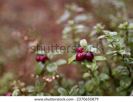Ripe lingonberries in the autumn forest. Red berries on a branch Royalty-Free Stock Photo #2370650879
