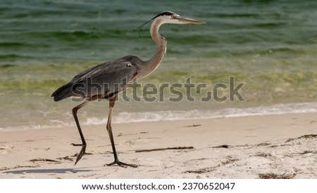 Great blue heron bird standing at sand coast.  Royalty-Free Stock Photo #2370652047