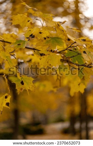 Autumn season maple yellow leaves close up by the blurred yellow vertical background 