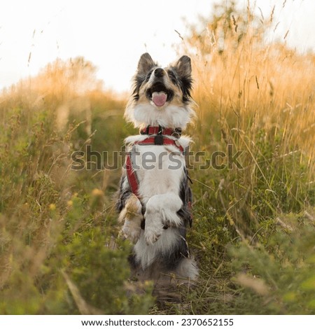 Dog border collie in meadow playing sunny day happy dog 