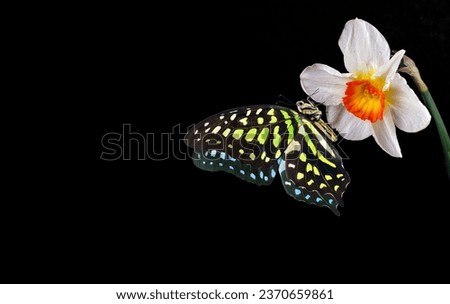 Bright spotted tropical butterfly on narcissus flower in water drops isolated on black. Copy space. Graphium agamemnon butterfly. Green-spotted triangle. Tailed green jay.