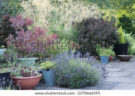 Plants and shrubs in pots on a garden patio in summer