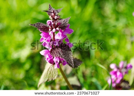 Flowered Lamium purpureum, close up picture of herb