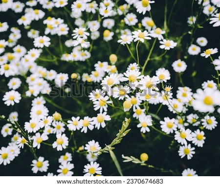 Landscape Of Field Of White And Yellow Daisies Royalty-Free Stock Photo #2370674683