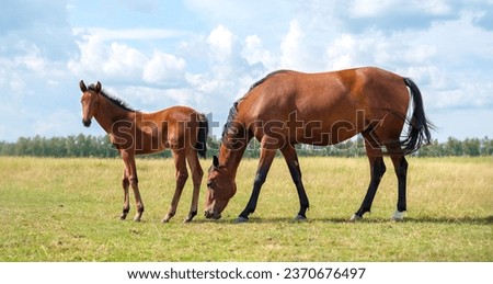 A mare with a foal. Horse herd grazing in pasture. Horses are free. Landscape, pasture. Sunlight. Summer. Banner. Outdoors. Close-up Royalty-Free Stock Photo #2370676497