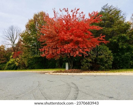 AUTUMN IS BEST TIME TO WATCH THIS STUNNINGLY BEAUTIFUL PICTURE OF NATURE LANDSCAPE ON BOTH SIDES OF ROADS IN THE CITY OF VANCOUVER IN BRITISH COLUMBIA 
