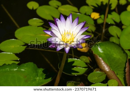 A Purple Joy water lily (Nymphaea Purple Joy) flower in a water garden. Buenos Aires, Argentina.  Royalty-Free Stock Photo #2370719671