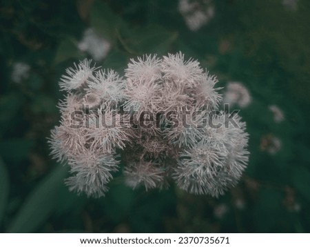 The unique thing about this photo is that a group of flowers that look like cat fur come together to form a white circle. suitable for wallpaper and background