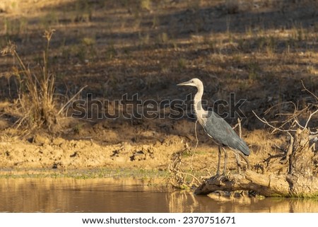 The Pacific or White-necked Heron (Ardea pacifica) is a large dark gray heron with white head and neck and when in flight, shows white "headlights" on the leading edge of the wing.  Royalty-Free Stock Photo #2370751671