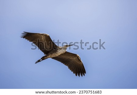 The Pacific or White-necked Heron (Ardea pacifica) is a large dark gray heron with white head and neck and when in flight, shows white "headlights" on the leading edge of the wing.  Royalty-Free Stock Photo #2370751683