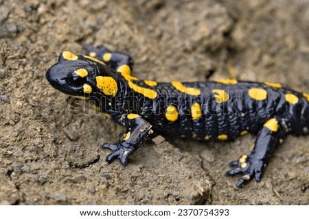 Salamandra salamandra aka fire salamander in his habitat in early autumn. Walking in the mud. Czech republic nature.