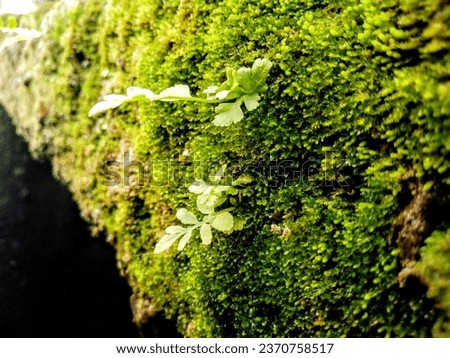 a small wild plant that grows in moss