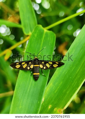Beautiful Green Background With Handmaiden moth Insects