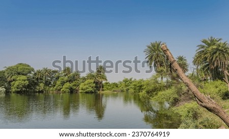 Lush green vegetation grows on the shores of a calm lake: bushes, trees, palm trees. Clear blue sky. Reflection in the water. India. Keoladeo Nature Reserve. Bharatpur Royalty-Free Stock Photo #2370764919