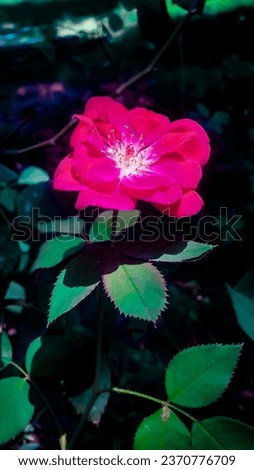 A high-resolution stock photo of a beautiful alpine rose flower with leaves and branches. Perfect for use in editorial, design, and advertising projects.