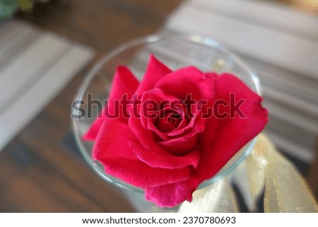 An amazing, high-quality rose picture that can possibly be used for wallpaper.