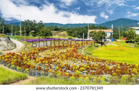 Kochia scoparia flower field in Namwon Shinsin Village flower complex