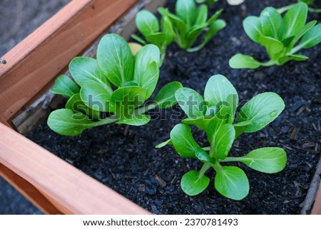 bok choy Vegetables in Gardening Pot Royalty-Free Stock Photo #2370781493