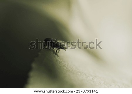 Black beetle sitting on a green Hylastes Ater (selective focus) leaf Royalty-Free Stock Photo #2370791141