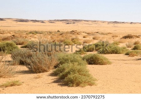 bushes in the desert at sunny day