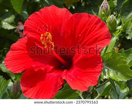 Bunga kembang sepatu (Hibiscus rosa-sinensis L.) is a plant that thrives and is widely used as a living fence and ornamental plant in subtropical and tropical regions Royalty-Free Stock Photo #2370795163