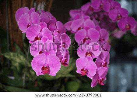 purple violet orchid with bokeh background