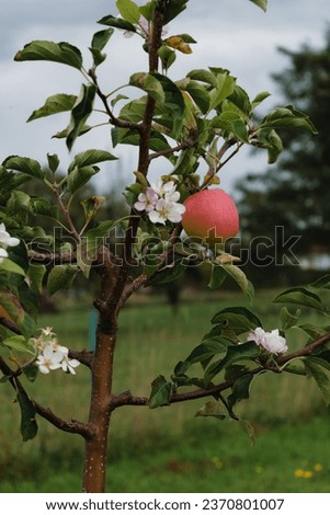 Climate change, apple tree in bloom in september with ripe fruits ready to be harvested Royalty-Free Stock Photo #2370801007