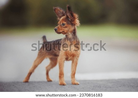 a small puppy of a Russian toy terrier