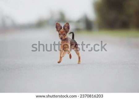 a small puppy of a Russian toy terrier