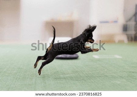 a small puppy of a Russian toy terrier. the puppy is engaged in dog fitness