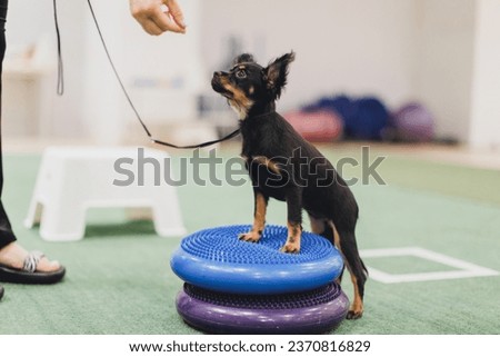 a small puppy of a Russian toy terrier. the puppy is engaged in dog fitness