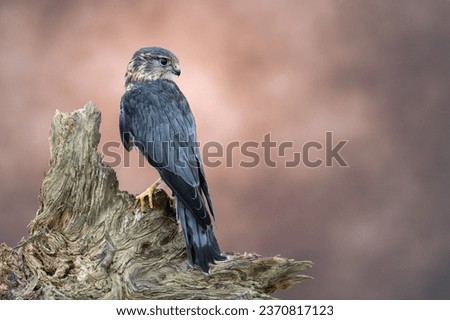 merlin falcon perched rustic wood looking clean background portrait bird photography colours raptor hunter rare endangered species hawk special lives in tree stump barn shed glass