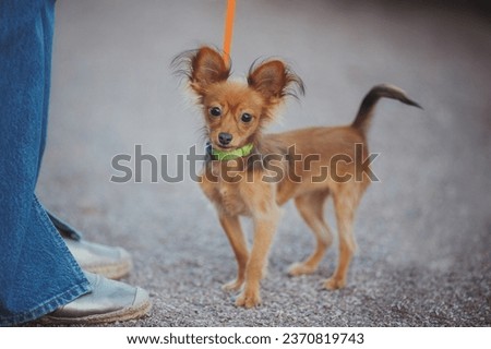  a small puppy of a Russian toy terrier
