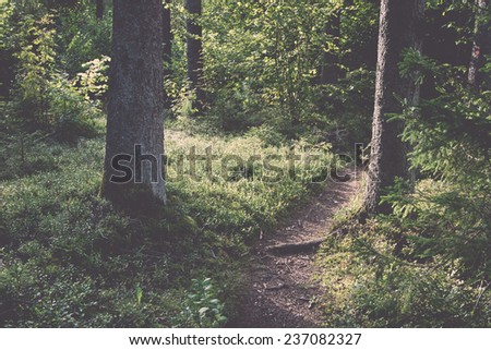 scenic and beautiful tourism trail in the woods near river. latvia. - retro, vintage style look